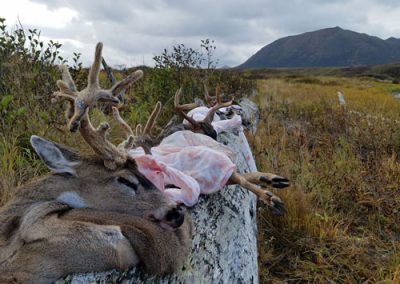 alaska deer hunting