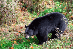 Alaska Bear Hunting