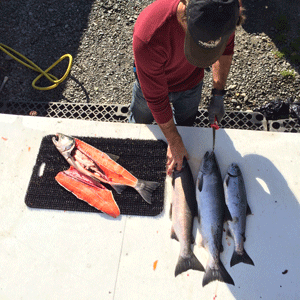 alaska fish processing