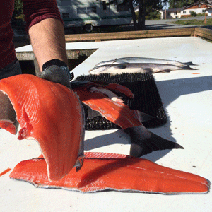 alaska fish processing