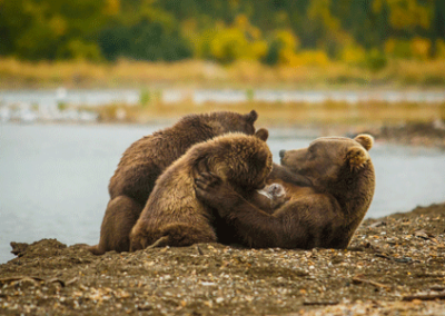 Alaska-Bear-Viewing