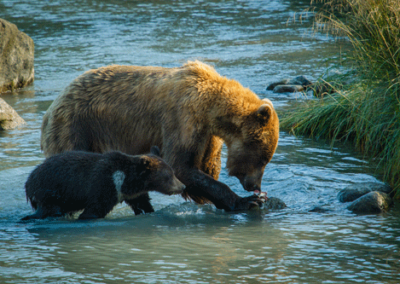 Alaska-Bear-Viewing