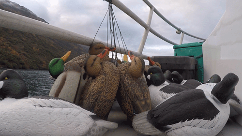 Alaska Waterfowl Hunting